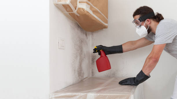 Professional Basement Mold Removal technician working in Englishtown, NJ
