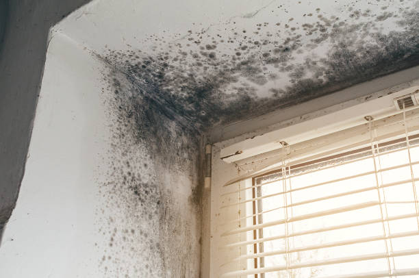 Affordable Basement Mold Removal solutions in Englishtown, NJ